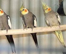 Image result for Nymphicus Cacatuidae