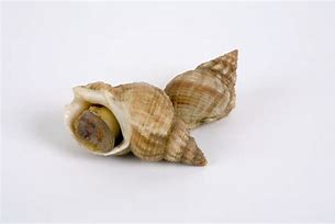 Image result for Edible Whelk