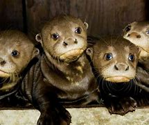 Image result for Philadelphia Zoo Otters