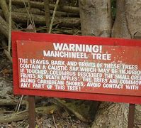 Image result for Most Dangerous Tree for Fire