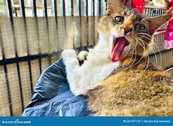 Image result for Calico Cat Meme