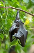 Image result for Photo Image of Bat Feet Hanging onto a Branch