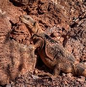 Image result for A Giant Lizard