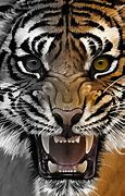 Image result for 439 Tiger Head