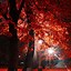 Image result for Fall iPhone 6 Plus Wallpaper