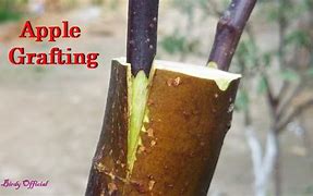 Image result for Grafting Apple Trees in the Fall