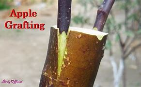 Image result for Grafting Apple Trees in the Fall