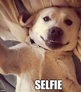 Image result for Dog Selfie Meme