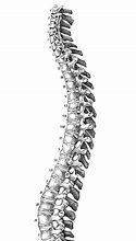 Image result for Spine Illustration Anatomy
