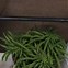 Image result for Identify House Plants