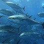 Image result for World's Biggest Tuna
