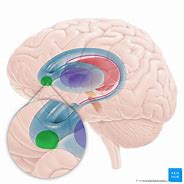 Image result for Accumbens