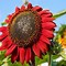 Image result for Exotic Sunflowers