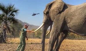 Image result for prince harry wildlife photos
