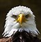 Image result for Bird Face