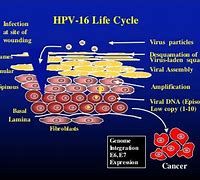 Image result for Human Papilloma Viruses Diseases