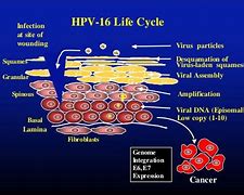 Image result for HPV Diagram