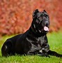 Image result for Prong Collar On Cane Corso