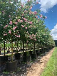 Image result for Sharp Tree Farm Floral City