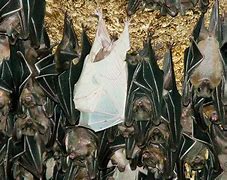 Image result for Albino Bat Therian Mask