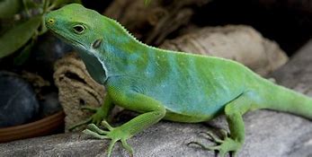 Image result for Fiji Banded Iguana