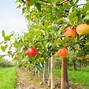 Image result for Quotes About Apples