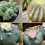 Image result for Cactaceas