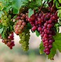 Image result for Beautiful Grapevines