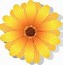 Image result for Spring Daisies No Background