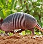 Image result for Armadillo Talking