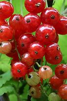 Image result for Ribes rubrum Witte Parel