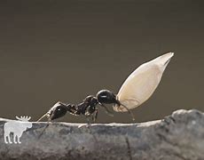 Image result for Strong Ant
