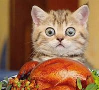 Image result for Turkey Cat Meme