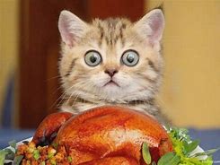 Image result for Thanksgiving Turkey Cat Meow Meme