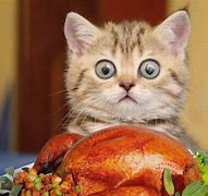 Image result for Thanksgiving Memes Funny Cat