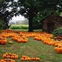 Image result for Fall Pumpkin Wallpaper