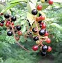 Image result for Black Cherry Tree Branch Leaves