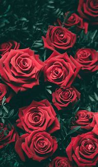 Image result for Apple iPhone Rose Wallpaper