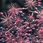 Image result for Aralia racemosa