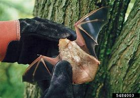 Image result for Pest Control Bats