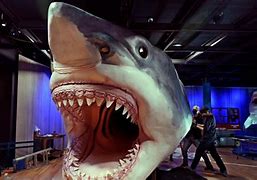 Image result for Top 5 Biggest Sharks