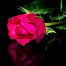 Image result for Dark Red Roses Black Background