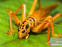Image result for Crickets for Sale