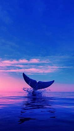 Pin by Julia Cieloszczyk on Idea Pins by you in 2023 | Beautiful sea creatures, Dolphin photos, Ocean creatures