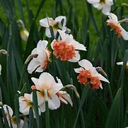 Bildergebnis für Narcissus Shrike