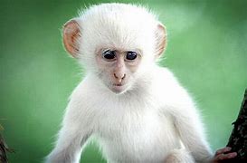 Image result for Albino Monkey