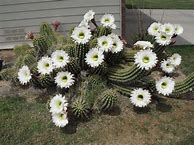 Image result for Arizona Cactus Varieties