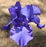 Image result for Iris Blue Luster (Germanica-Group)