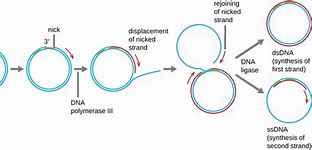 Image result for Bacterial Plasmid DNA