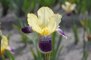 Image result for Iris germanica Nibelungen